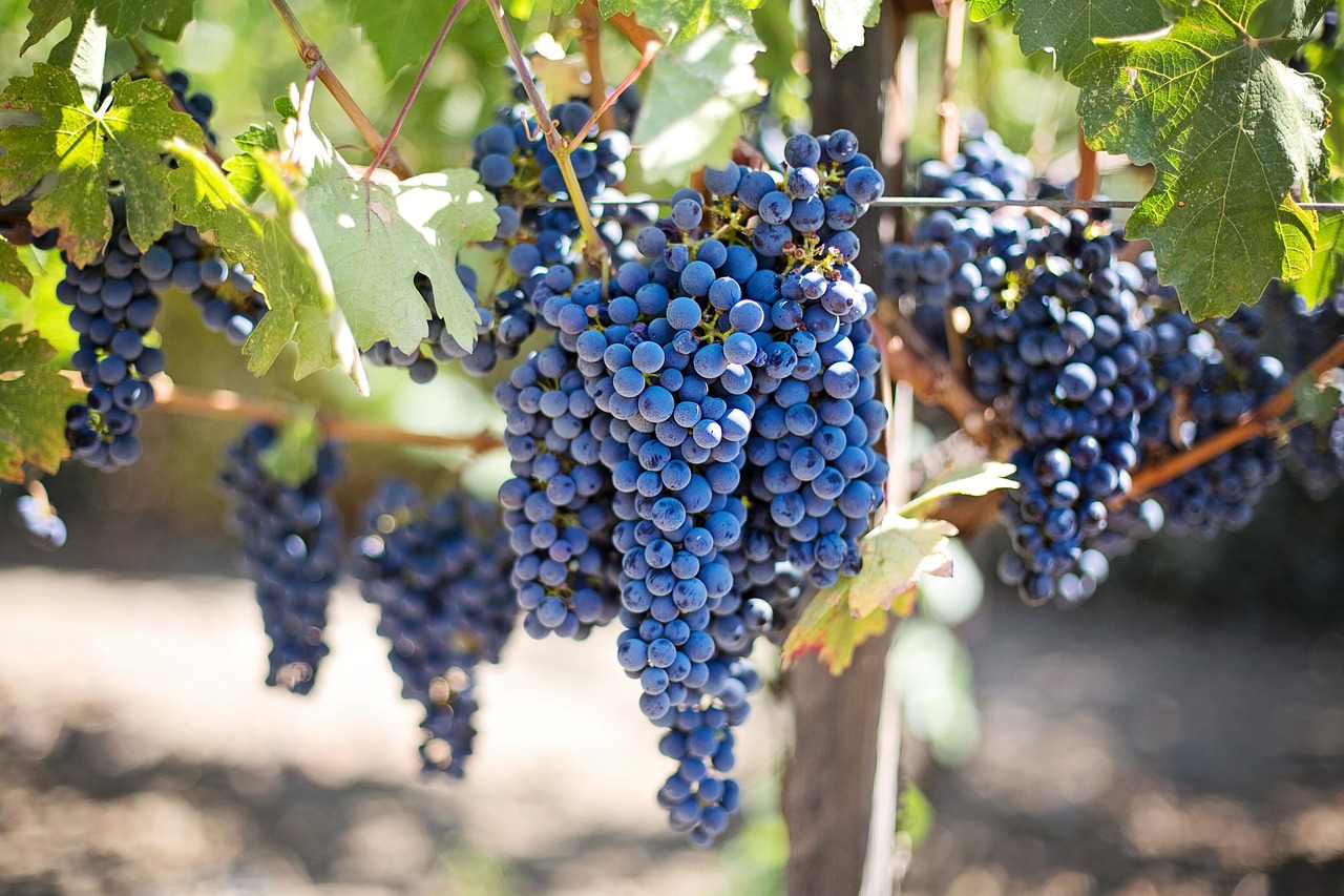 Les lois sur les droits de préemption en matière d'investissement dans le vin