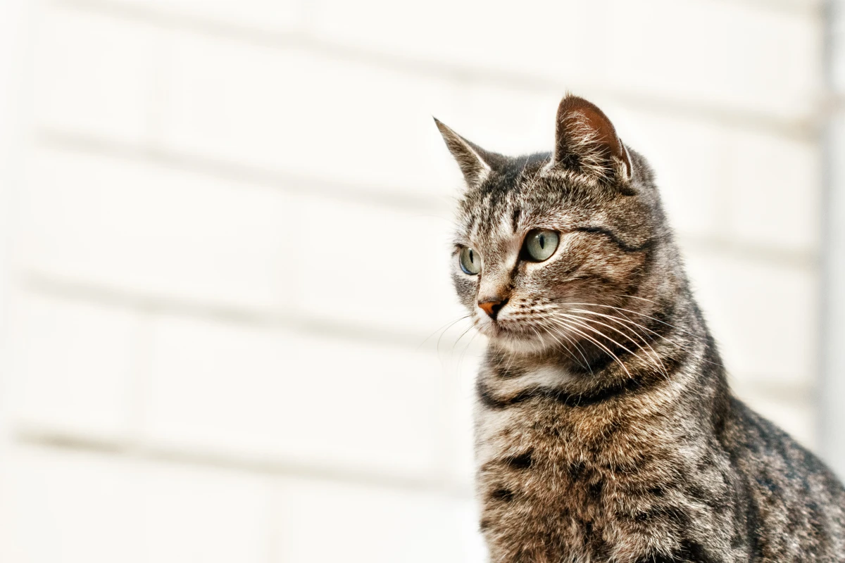 Le Droit des animaux : une question d'éthique et de responsabilité