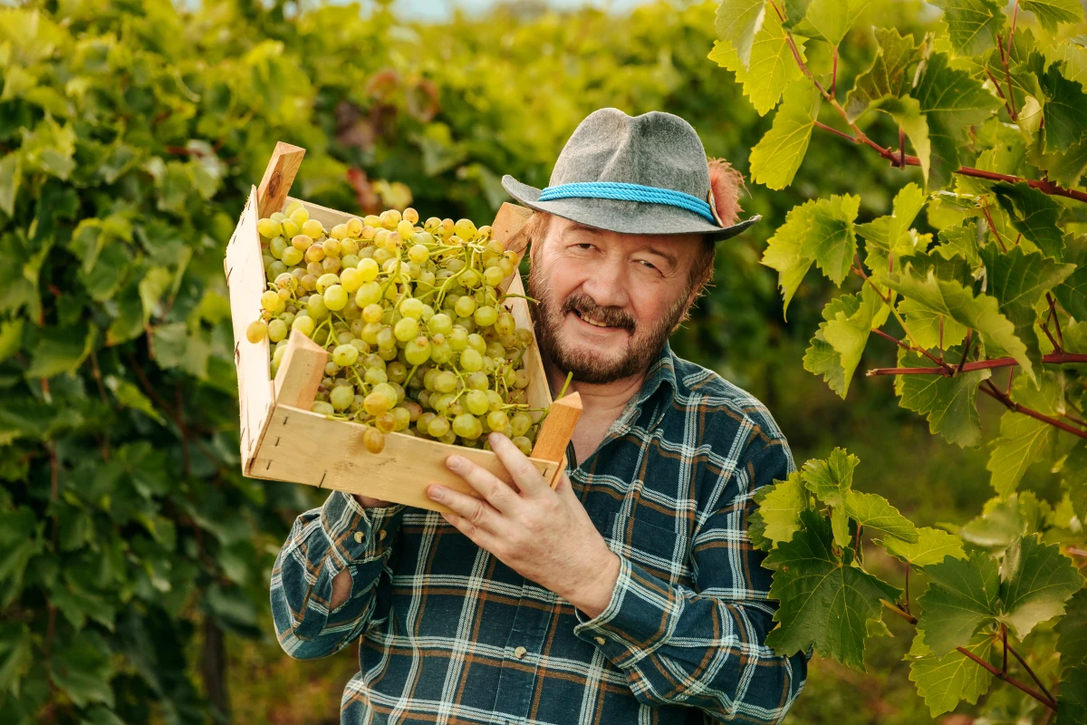 Coffrets de vin sur mesure : Naviguer dans les méandres juridiques de la personnalisation vinicole